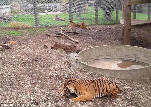 Nạn nhân đã bị hổ vồ chết trong vườn thú Hamilton, New Zealand.