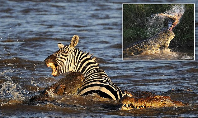 Nhiếp ảnh gia Paolo Torchio ghi được cảnh cá sấu khổng lồ tấn công ngựa vằn vượt sông trong hành trình di cư tại vườn quốc gia Maasai Mara, Kenya.