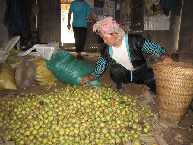 
Hiện là mùa thu hoạch quả táo mèo của đồng bào Mông ở vùng cao Tây Bắc (ảnh: Táo mèo ở nhà anh Mùa Dũng Dua, xã Tỏa Tình, huyện Tuần Giáo, Điện Biên). Ảnh:  Kiều Thiện
