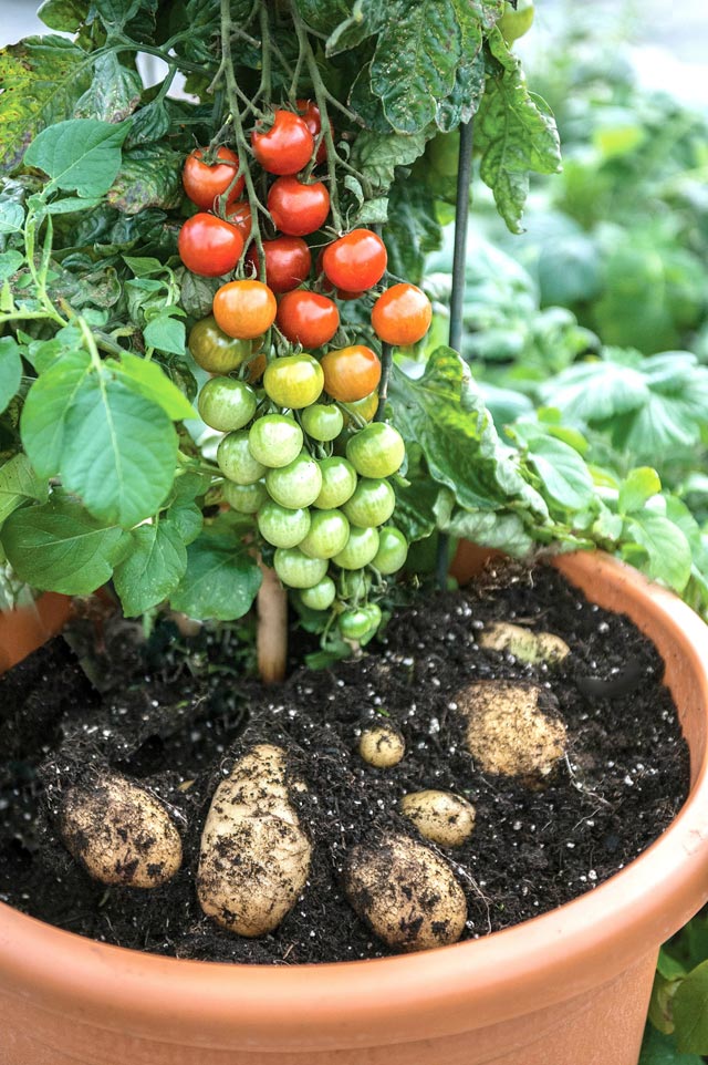 
TomTato là giống cây kép với phần gốc khoai tây, ngọn cà chua. Giống cây này được anh Paul Hansord, Giám đốc công ty Thompson & Morgan (Anh) tạo ra thành công nhờ phương pháp ghép.
