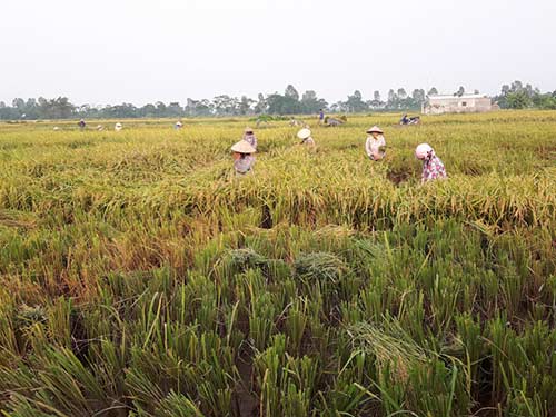 Ngay từ sáng sớm người người tay liềm hối hả ra đồng.