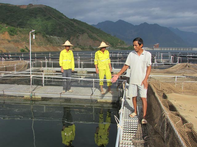 
Lồng cá tầm chuẩn bị sinh sản của Công ty TNHH một thành viên Cá tầm Việt Nam-Sơn La trên lòng hồ Thủy điện Sơn La (ở huyện Mường La) có hàng ngàn con sắp cho khai thác trứng, mỗi con có trọng lượng từ 15kg trở lên. Ảnh:  K.T
