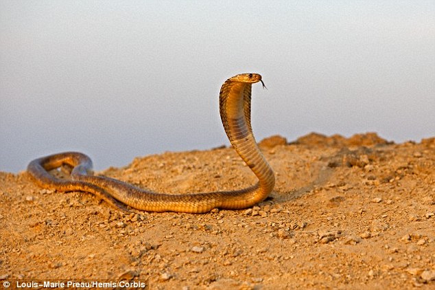 
Rắn hổ mang Ai Cập là một loài rắn độc có kích thước khá lớn.

