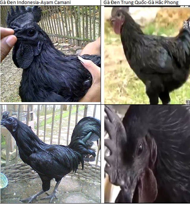 
Gà đen Indonesia nhìn màu lông và vẻ bề ngoài bao giờ cũng đen hơn rất nhiều so với gà đen Trung Quốc
