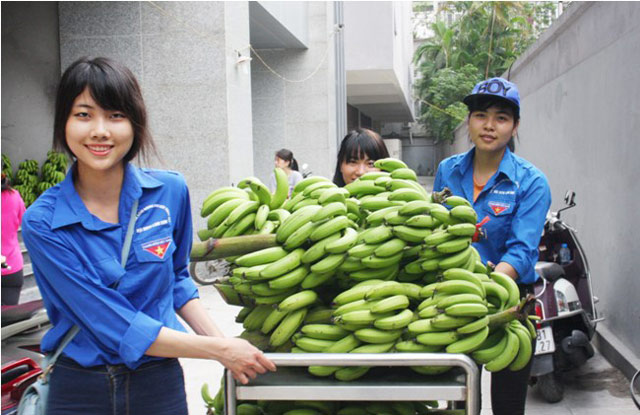 
Nhiều nữ sinh viên tình nguyện tham gia vận chuyển chuối giúp người mua.
