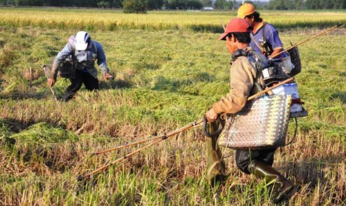 
Những ngày gần đây, cánh đồng lúa huyện Củ Chi, TP.HCM vào mùa thu hoạch. Nhiều thợ săn có mặt tại các ruộng lúa đang gặt dùng bộ xung điện để săn bắt chuột, chim, rắn, cá...
