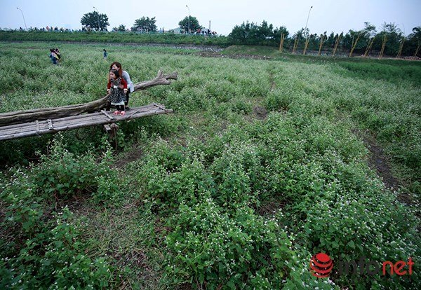 Việc xuất hiện thung lũng hoa tam giác mạch giữa lòng Hà Nội đã thu hút sự chú ý của đông đảo người dân Thủ đô.