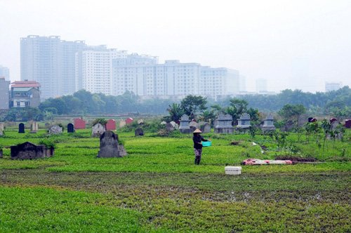 
Nghĩa địa nằm trên phường Cổ Nhuế (Bắc Từ Liêm, Hà Nội) từ lâu đã được người dân tận dụng trồng rau muống. Tại đây, rau được trồng cạnh những ngôi mộ, khá xanh tốt.
