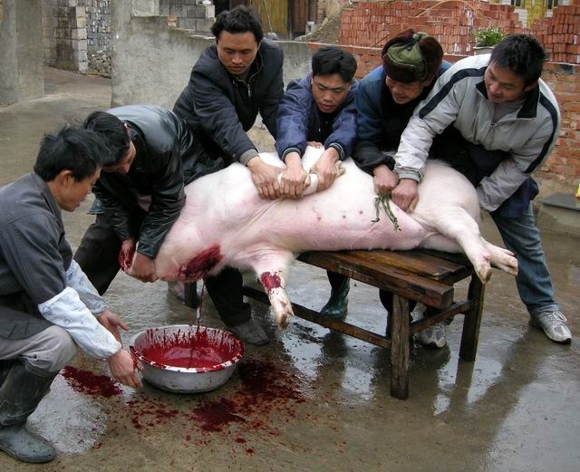 
Gia đình anh Lý giết lợn để chuẩn bị cho dịp Tết sắp tới (ảnh minh họa)

