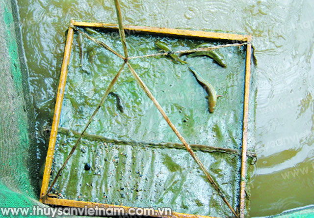 
Vèo nuôi cá lóc. Ảnh: Thủy sản Việt Nam
