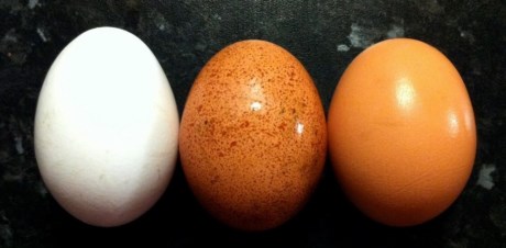 
Màu vỏ trứng: Màu sắc của vỏ trứng không chỉ thể hiện giá trị dinh dưỡng hay chất lượng của một quả trứng, mà nó còn cho bạn biết là giống gà mà đẻ ra quả trứng đó. Gà có lông màu đỏ nâu sẽ đẻ ra trứng màu nâu và gà có lông màu trắng sẽ đẻ ra trứng màu trắng.
