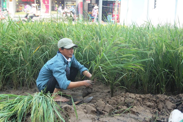 đường hoa, tết Ất Mùi, nông thôn, đường quê, phố Sài Gòn, đường Hàm Nghi