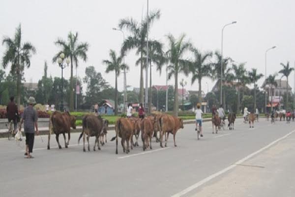 
Những con bò lang thang trên đường du lịch ven biển sẽ bị bắt nhốt đưa vào “trại tạm giam” dành cho bò chờ xử lý
