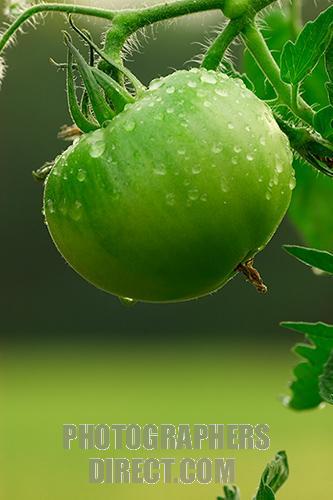 
Khi cà chua chín, các chất độc hại trong cà chua có tên là alkaloid sẽ giảm dần và sẽ biến mất trong cà chua chín đỏ. Vì vậy, với những quả cà chua màu xanh lá cây chưa chín, tuyệt đối không nên thưởng thức.
