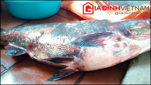 Chú cá mè khổng lồ có chiều dài lên tới hơn 1 mét và cân nặng gần 30 kg 