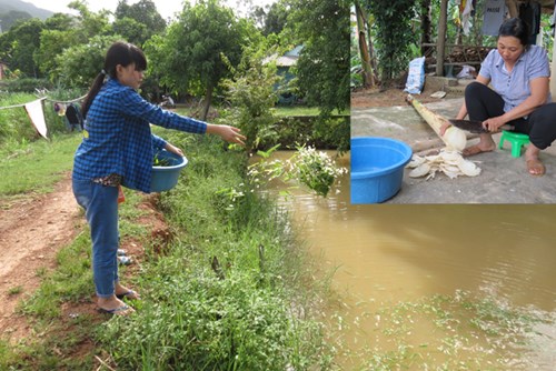 
Cả gia đình Nhi trông chờ vào ao cá của người cha quá cố để lại (ảnh lớn)  Bà Bình ngồi thái chuối chờ Nhi cắt cỏ về để trộn vào cho cá ăn (ảnh nhỏ). Ảnh: Hoàng Nam.
