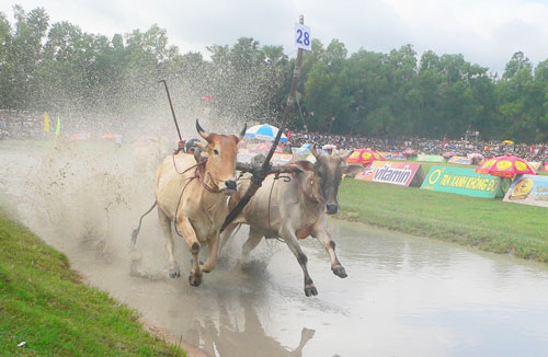 Một đôi bò đang lao về đích