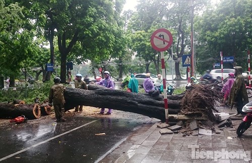 
Sáng sớm nay, cây cổ thụ tại khu vực ngã ba Trần Nguyên Hãn - Đinh Tiên Hoàng bất ngờ bật gốc đổ ập xuống đường.
