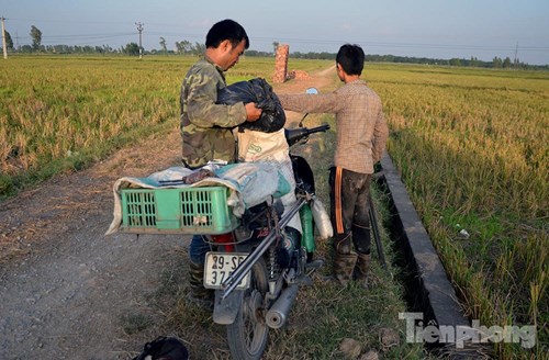 
Trong những ngày này, thợ săn chim sẻ bắt đầu tìm đến những cánh đồng lúa mới thu hoạch. Đây là nơi đàn chim sẻ tìm đến kiếm mồi.
