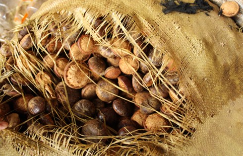 Loại hạt dẻ có nhiều ở rừng Tây Giang.