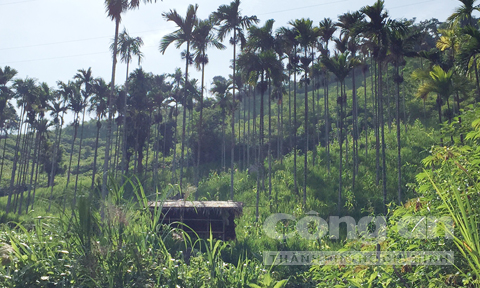 Một số chòi canh do người dân dựng ngay trên nương rẫy cau để trông coi chống hái trộm