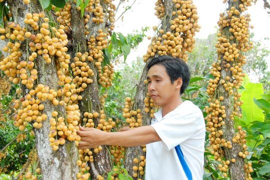 Tháng tư âm lịch, các vườn dâu da ở miền Tây bắt đầu chín rộ. Cây nào cũng sum suê, trái no tròn, có loại màu xanh, có loại màu vàng óng ả... Đặc điểm loài dâu là khi có mưa xuống thì trái bắt đầu ngọt dần cho đến lúc cuối mùa.