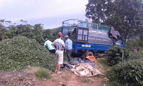 
Dù Công ty TNHH Hà Linh ngưng thu mua trà nhưng do đến ngày, nông dân vẫn phải thu hoạch
