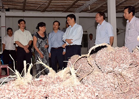 
Thứ trưởng Bộ Y tế Nguyễn Thanh Long đang khảo sát và kiểm tra việc trồng hành với chuyện mù mắt của người dân.
