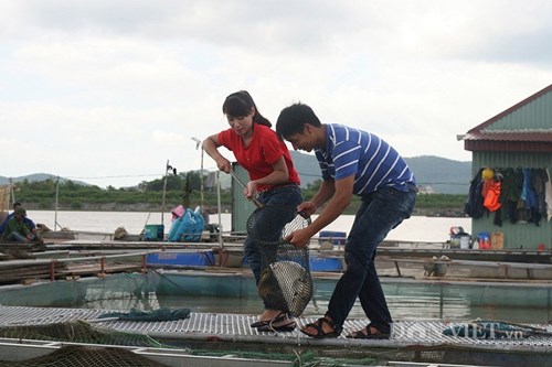 Nguyễn Thế Phước đang bắt cá chép giòn.