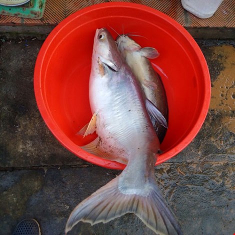 Bắt được cá basa 'khủng' 9 kg trên sông Đồng Nai