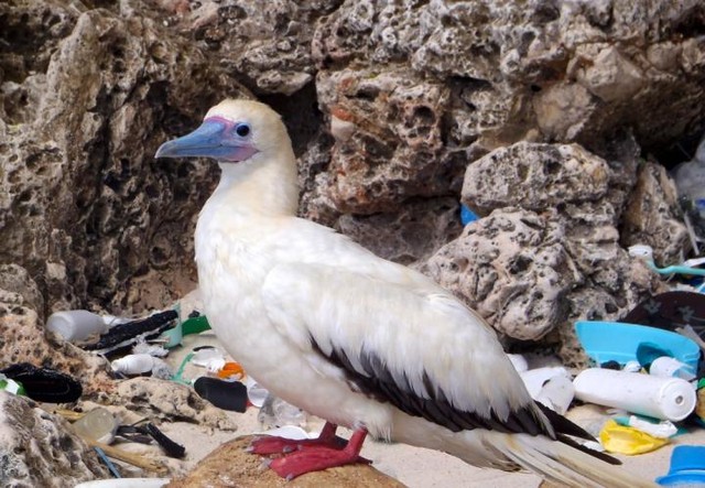 Môi trường sống của chim biển bao phủ bởi nhựa