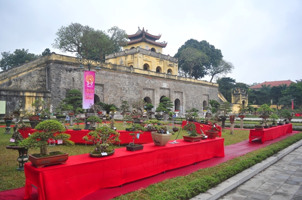 cay-canh-nghe-thuat-hinh-anh-1