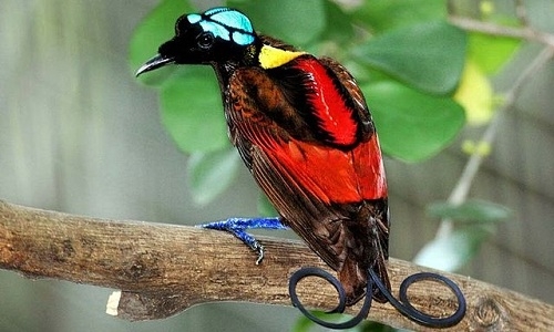 
Loài chim Thiên đường Wilson với vẻ đẹp rực rỡ.
