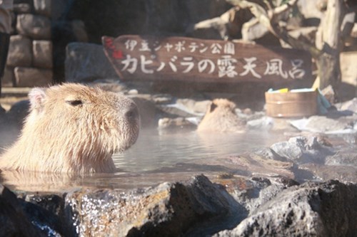 
Việc cho chuột lang Capybara khổng lồ tắm nước nóng đã trở thành truyền thống của công viên Izu Shaboten Park (quận Shizuoka, Nhật Bản) suốt 30 năm qua. Hình ảnh những con chuột lang khổng lồ lim dim thư giãn trong suối nước nóng đã thu hút sự chú ý của rất nhiều du khách đến thăm công viên này.
