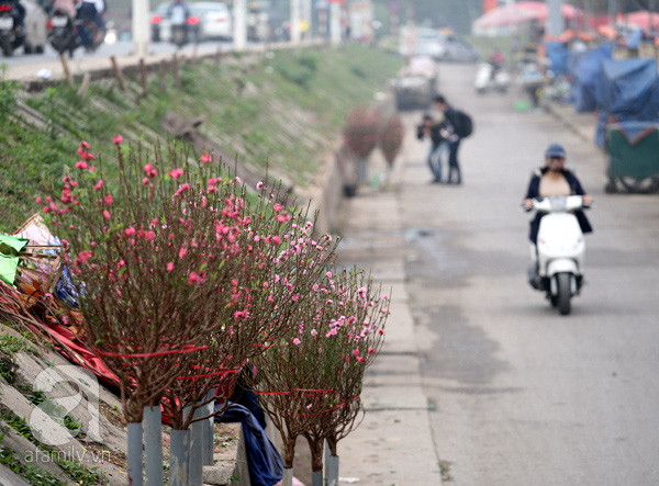 
Năm nay đào nở sớm phục vụ tết Dương lịch được bán sớm hơn mọi năm từ 5-6 ngày. Ngay từ sáng sớm ngày 24/12 nhiều tiểu thương tại chợ hoa Quảng Bá đã chào bán những cành đào đầu tiên trong mùa.
