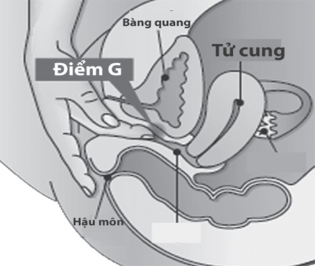 
Vị trí điểm G.
