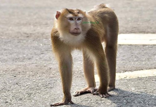 
Cá thể khỉ đuôi lợn đang sinh sống đơn độc tấn công du khách tại bán đảo Sơn Trà.
