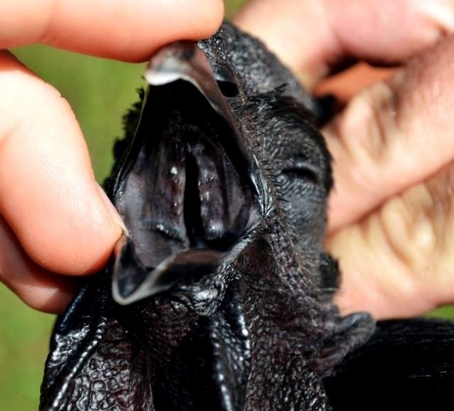 Gà đen toàn thân, từ lông, chân, mào, mỏ cho tới nội tạng, thậm chí cả tiết cũng đen kịt. Một con gà trống trưởng thành nặng khoảng 2-2,5 kg, gà mái khoảng 1,5-2 kg. Chúng có thể sống đuọc 7-8 năm, mỗi năm đẻ khoảng 76 trứng. Ảnh: Infonet