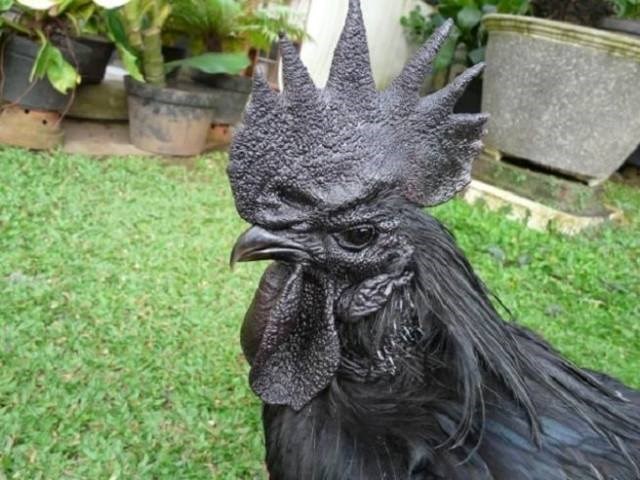 Loại gà đen này có cùng nguồn gốc với gà ác của Việt Nam. Thịt gà đen Ayam Cemani giàu dinh dưỡng, rất tốt cho phụ nữ trước và sau khi sinh con. Ảnh: Infonet