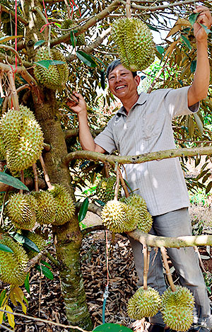 Ông Cường cùng cây sầu riêng trĩu quả