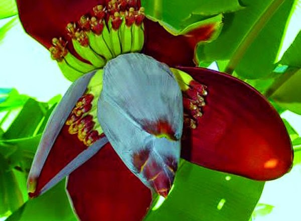 
Hoa chuối có công dụng chữa bệnh hiệu quả và được sử dụng nhiều trong Đông y.
