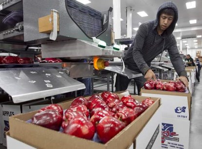 Việt Nam đã nhập khẩu trên 1.200 tấn táo từ Mỹ. Nguồn: Yakima Herald