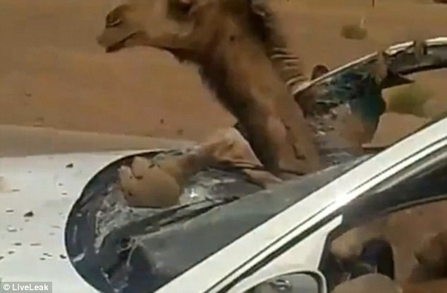 
Con lạc đà làm kính chắn gió vỡ vụn. (Nguồn: Daily Mail)
