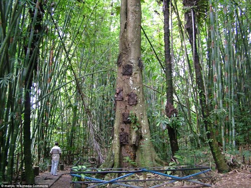 
Bộ tộc Toraja ở phía nam đảo Sulawesi thuộc Indonesia lưu giữ tập tục chôn cất những em bé qua đời khi chưa mọc răng trong thân cây.
