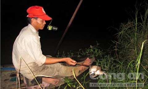 
Bơi xuồng săn chuột đồng tồn tại hơn 40 năm tại xã Hòa Mỹ - Ảnh: Nguyễn Nhân
