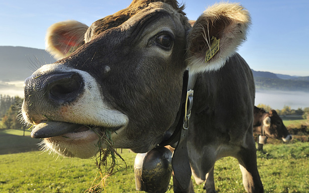 
Kháng sinh dùng trong chăn nuôi khiến vi khuẩn kháng thuốc gia tăng
