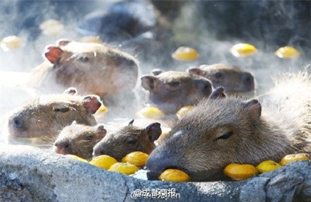 
Chuột lang Capybaras nổi tiếng là loài gặm nhấm có kích thước “khủng” nhất thế giới. Chúng có nguồn gốc từ sông Amazon ở Nam Mỹ.
