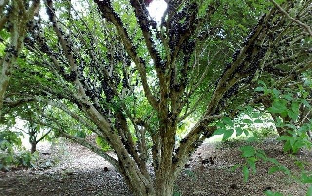 Hình ảnh quả nho đen láy, trái to bóng, thơm ngọt mọc xum xuê dọc thân cây, gốc to xù xì khiến cho người ta liên tưởng đến sự sung túc, sinh sôi trong cuộc sống. 