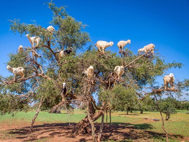 In Morocco, goats climb up argan trees in order to eat their fruit. The site is not uncommon to locals, but travelers are often shocked to see the bizarre phenomenon.