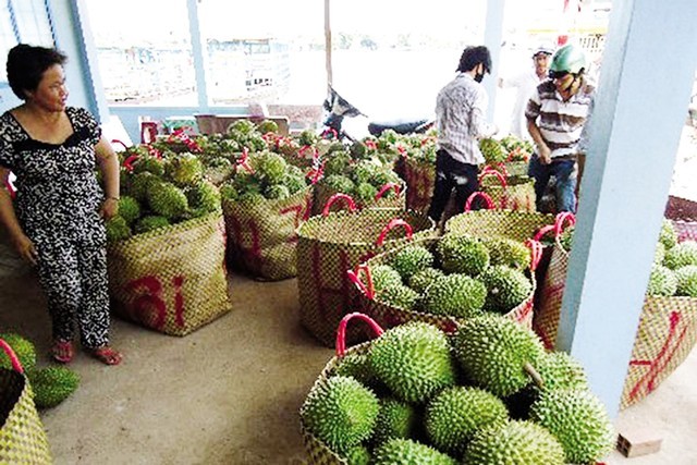 Sầu riêng non đang được thương lái Trung Quốc nhập với giá trên 30.000 đồng/kg.